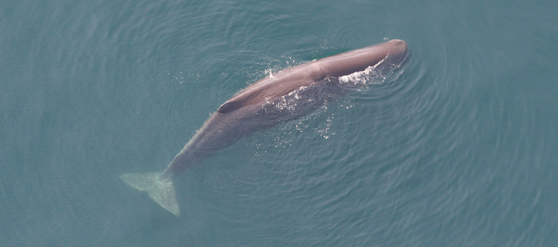 Image: Tim Cole/NOAA